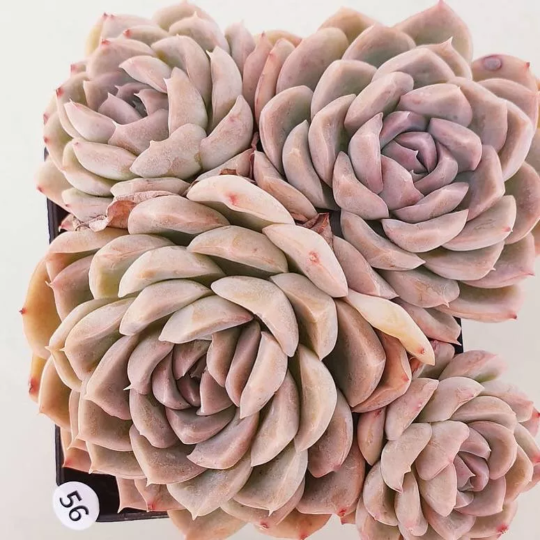 PRESALE Echeveria Elegans, Cluster (Not so Random)