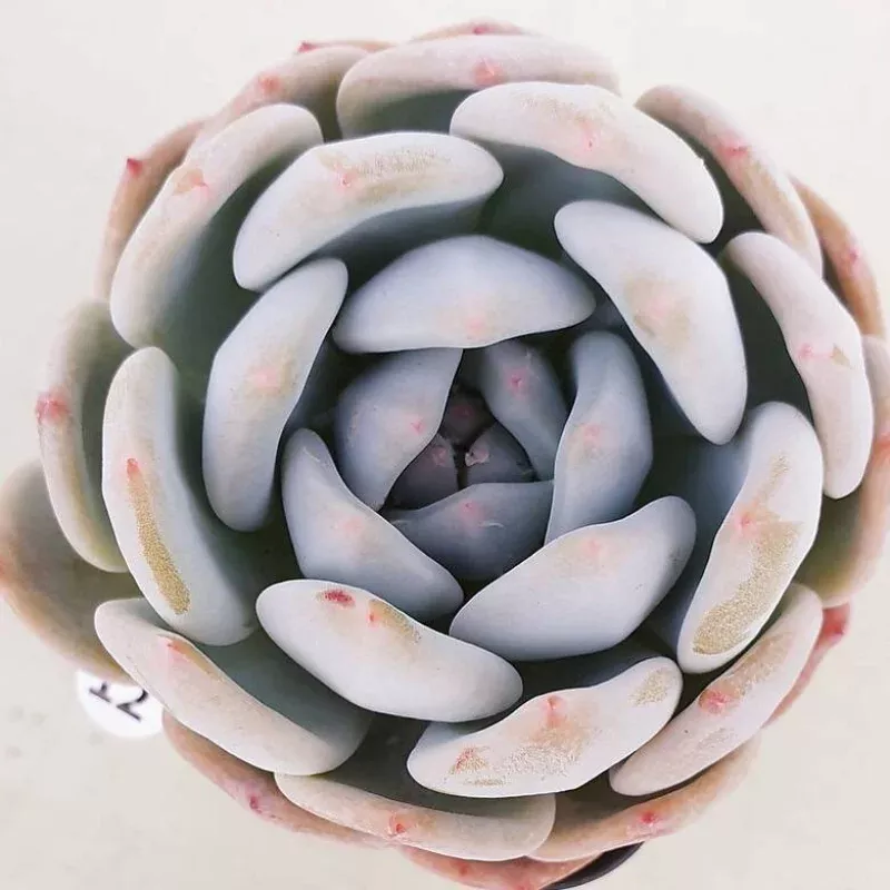PRESALE Echeveria Elegans Potosina, (Not so Random)
