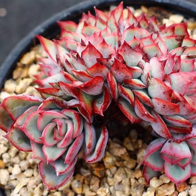 PRESALE Echeveria Esther Cristata