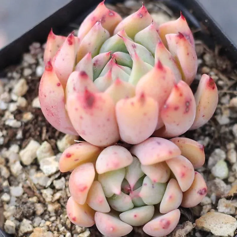 PRESALE Echeveria Gold Bear