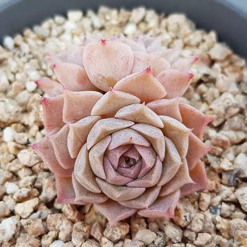 PRESALE Echeveria Helena Double, (Not so Random)