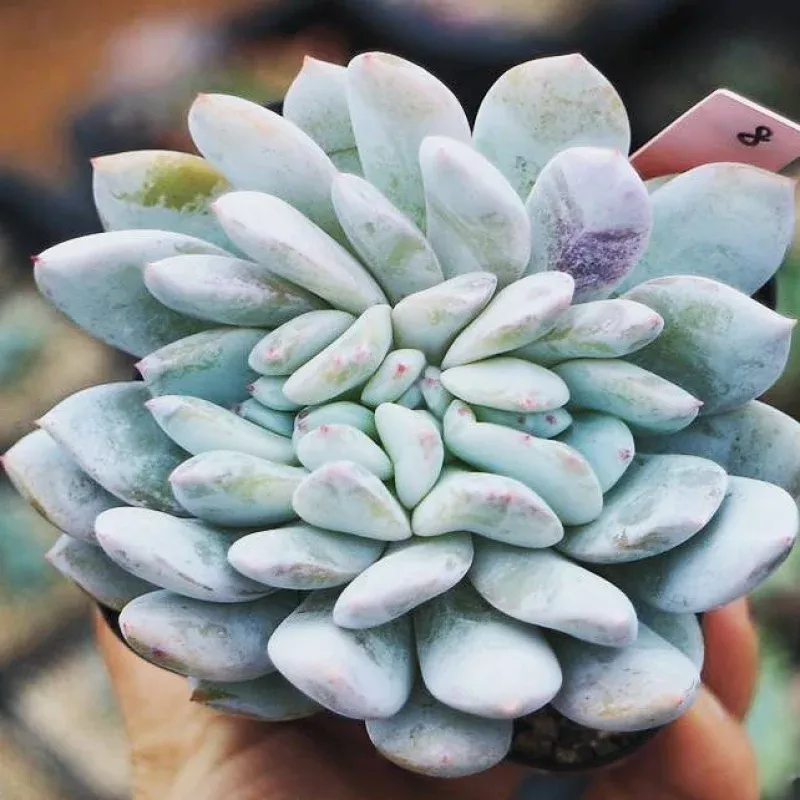 PRESALE Echeveria Ivory Cristata, (Not so Random)