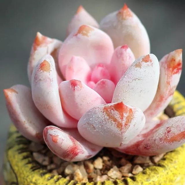 PRESALE Echeveria Ivory Sp., (Random)