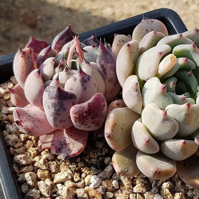 PRESALE Echeveria Jemula, Double, (Not so Random)