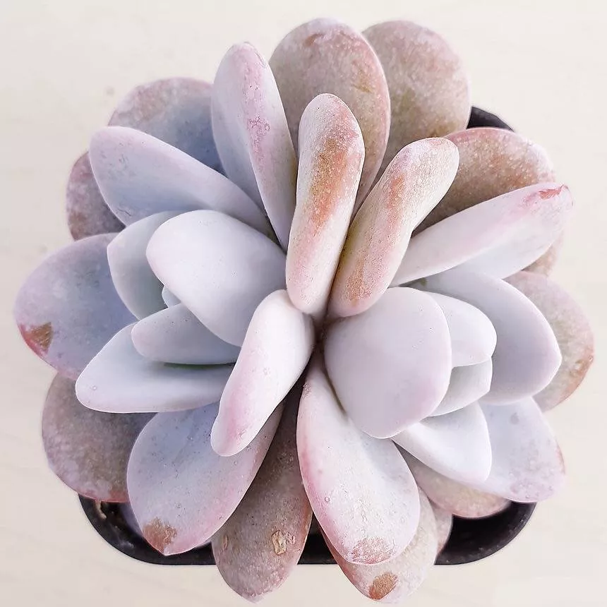 PRESALE Echeveria Lauii Double, (Not So Random)