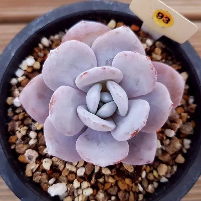 PRESALE Echeveria Lauii, (Not So Random)