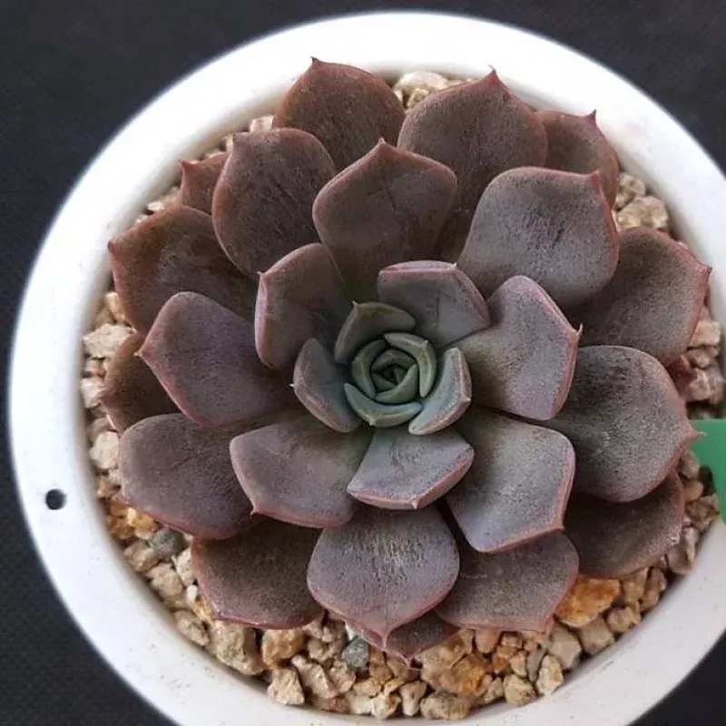 PRESALE Echeveria Maroon Hill, (Random)