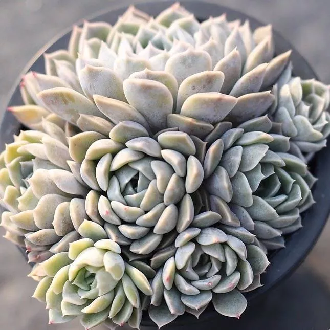 Presale Echeveria Mary Belle Cluster
