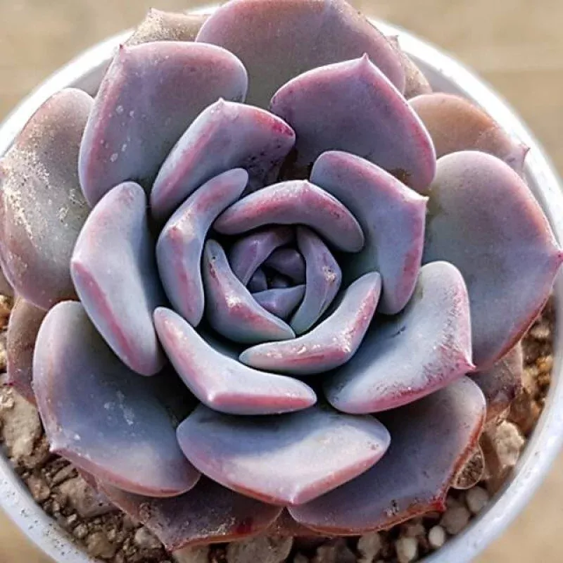PRESALE Echeveria Pink Velvet, (Not So Random)