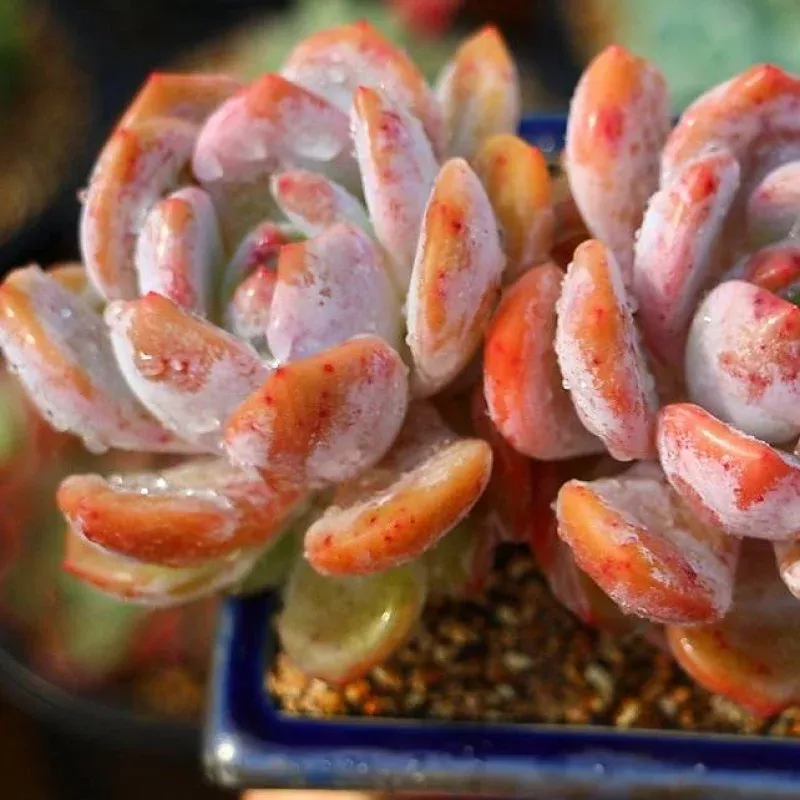 PRESALE Echeveria Potosina, Double (Random)