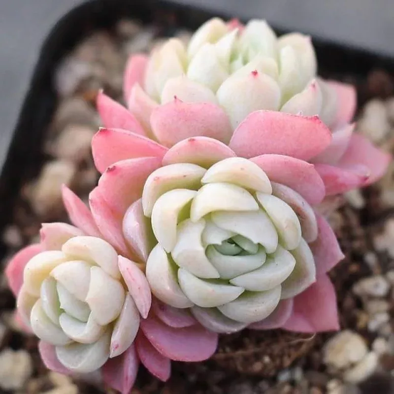 Presale Echeveria Rose Age, Cluster