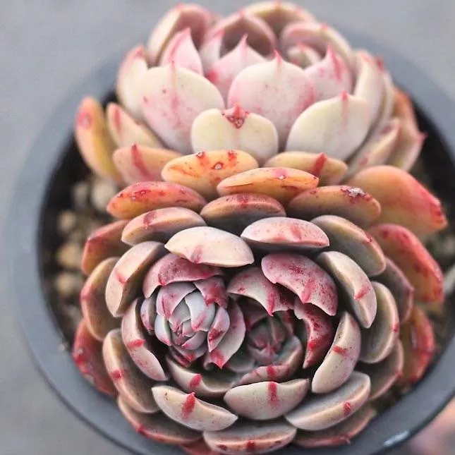 PRESALE Echeveria 'Santa Lewis'
