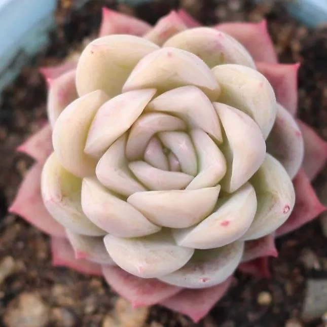 Presale Echeveria 'Senna'