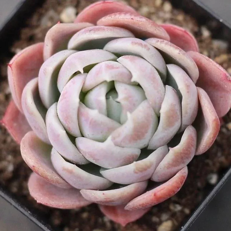 PRESALE Echeveria Senraula