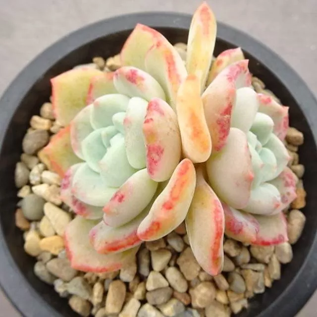 PRESALE Echeveria Shamong, Double (Not so Random)