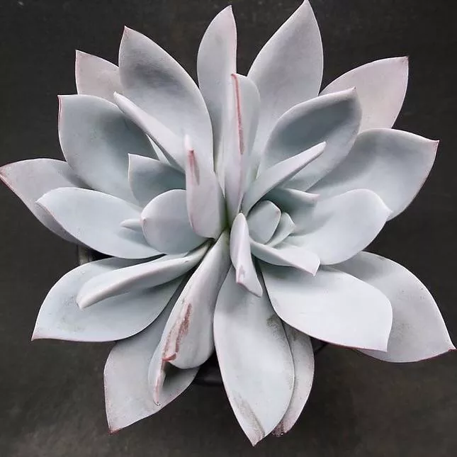 PRESALE Echeveria Sp., Double, (Not So Random)