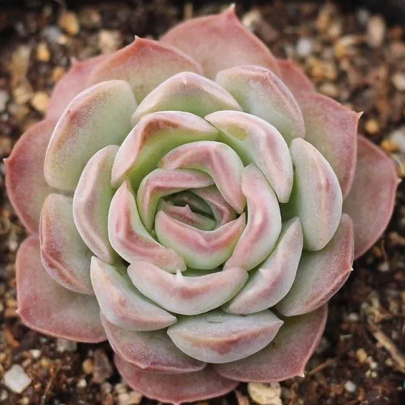 Presale Echeveria Sp.