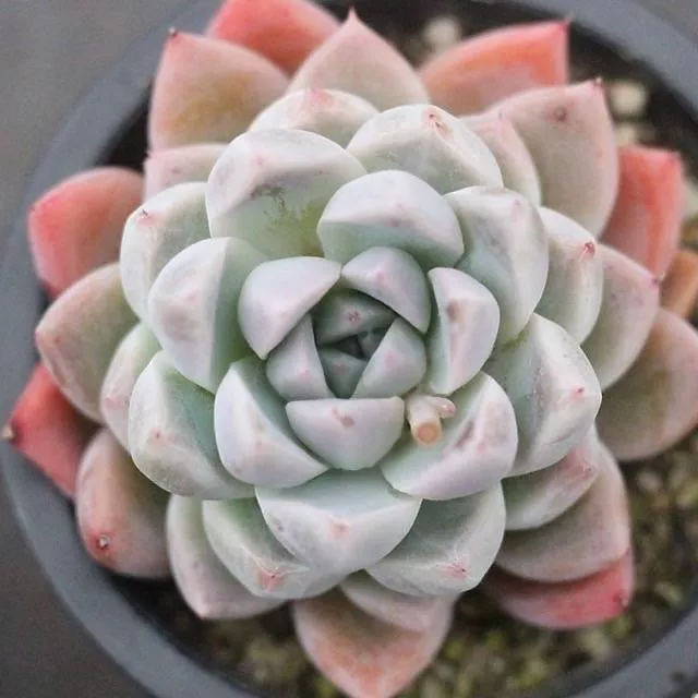PRESALE Echeveria Thumb Rim