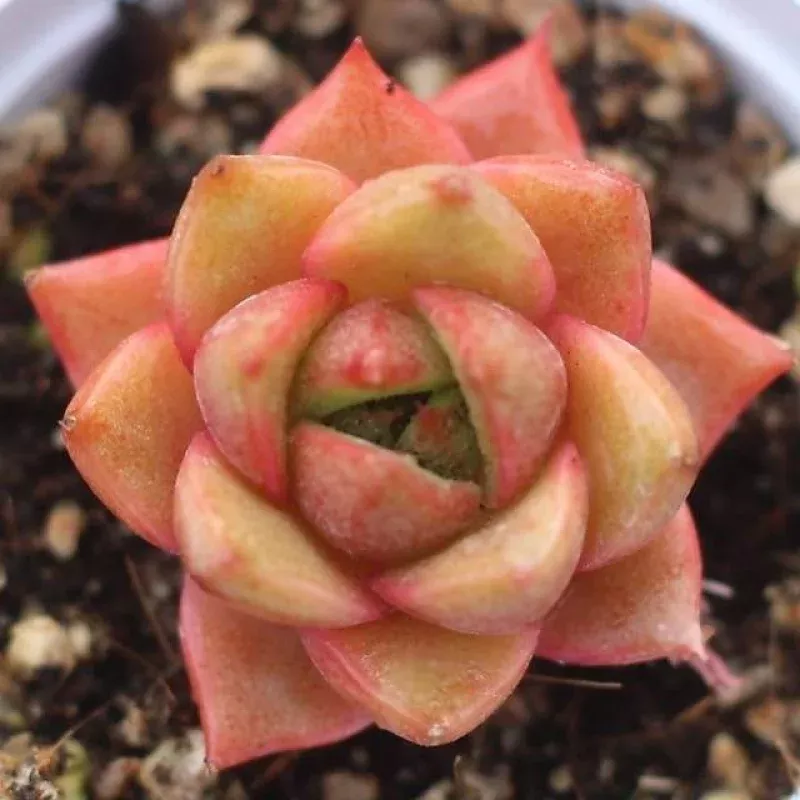 PRESALE Echeveria 'Wild Conversation'