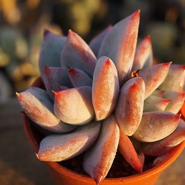 PRESALE Echeveria 'Yakol,' (Not so Random)