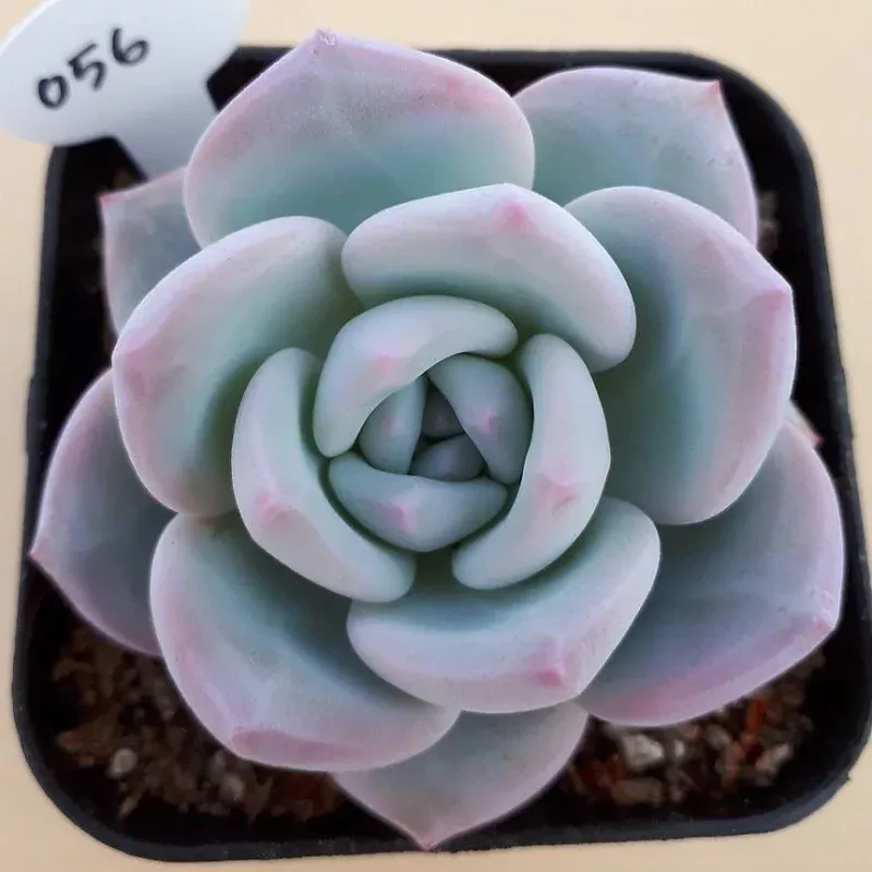 PRESALE Echveria Ivory, (Not so Random)