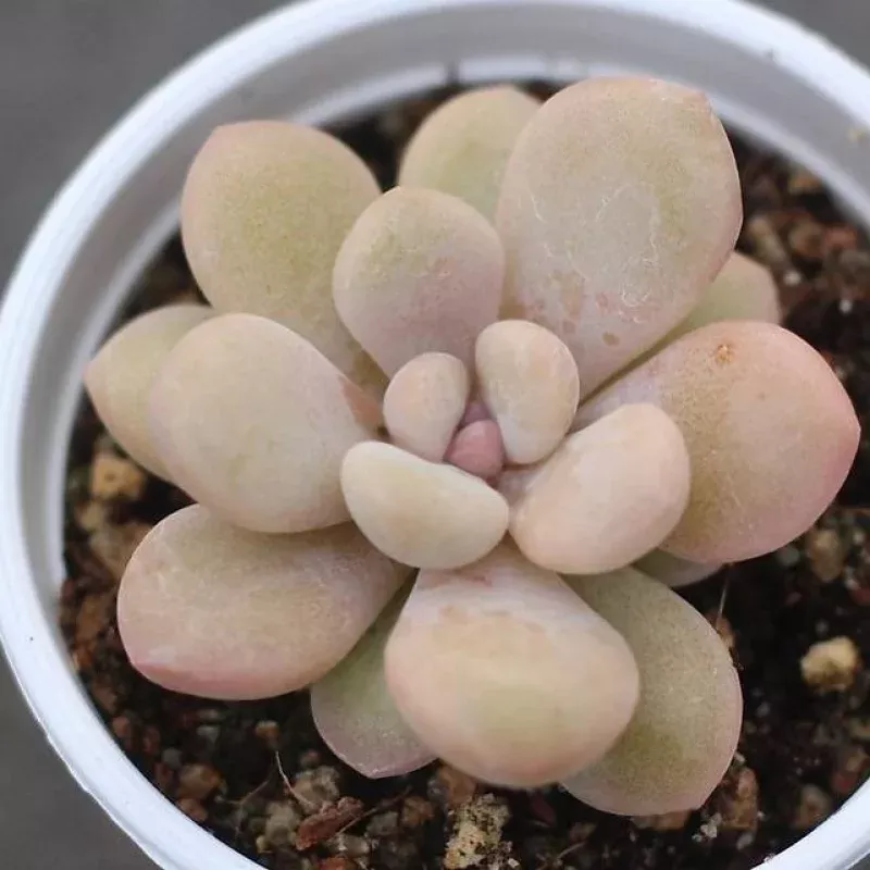 PRESALE Graptopetalum Amethystinum