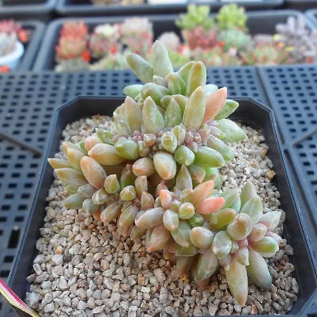 PRESALE Pachyphytum Compactum Sp. Cristata, (Not So Random)