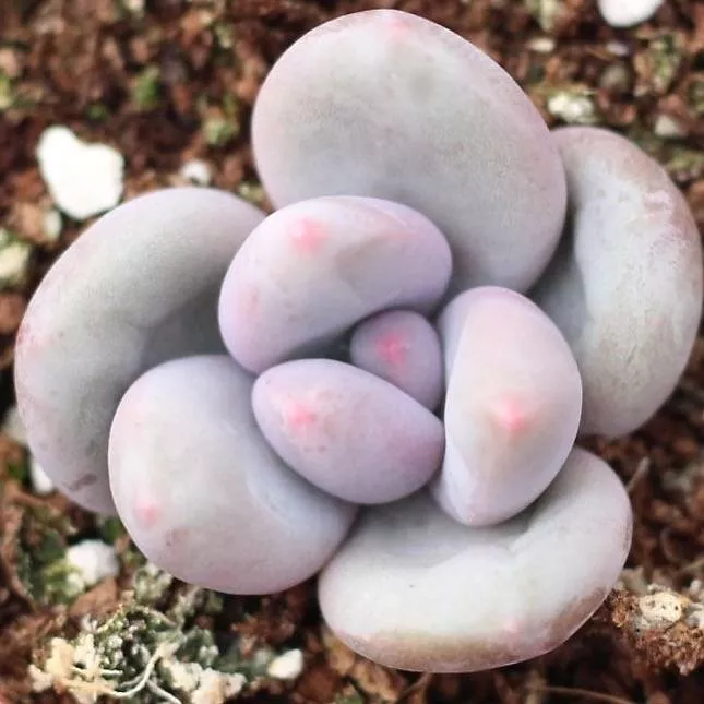 PRESALE Pachyphytum Hybrid