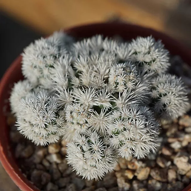 PRESALE Snowflake Cactus