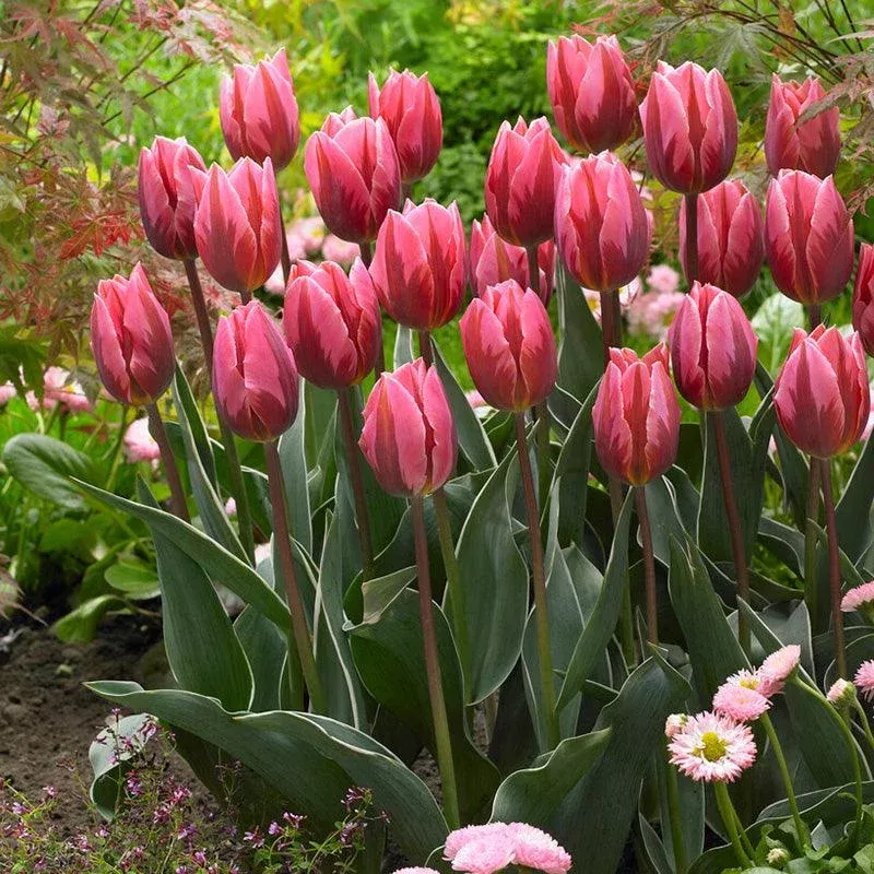 Pretty Princess Triumph Tulip Bulbs (Pack of 7)