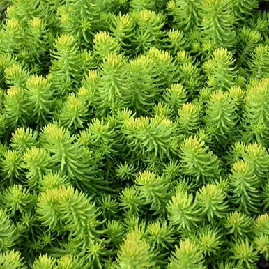 Prima Angelina Sedum
