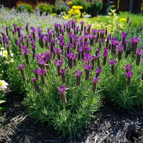 Primavera Spanish Lavender