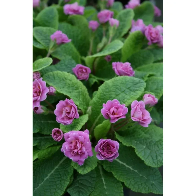 Primula Paragon