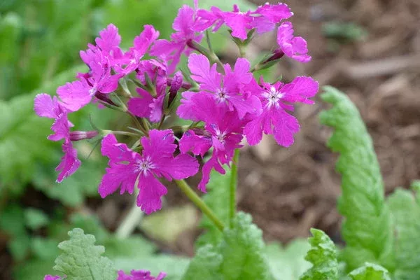 Primula sieboldii Oasahi