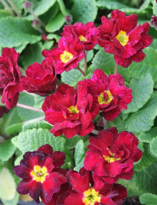 Primula vulgaris Corporal Baxter