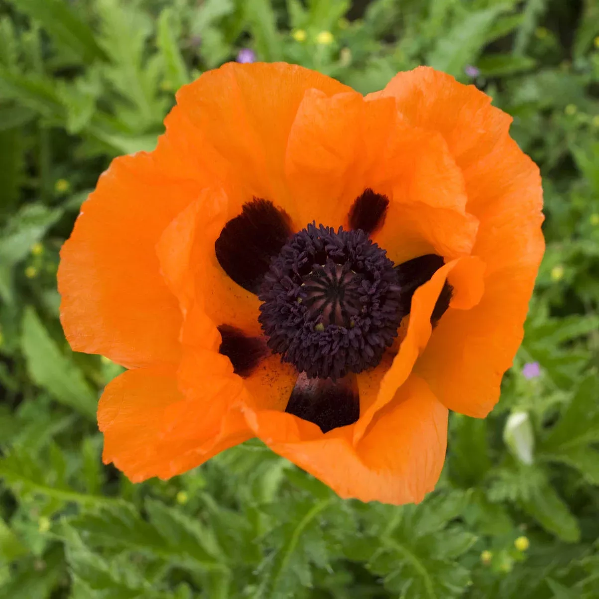 ‘Prince of Orange’ Oriental Poppy (Papaver)