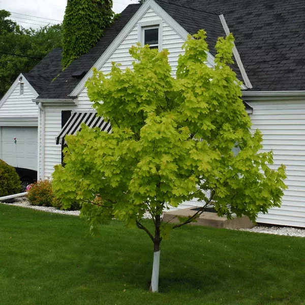 Princeton Gold Norway Maple