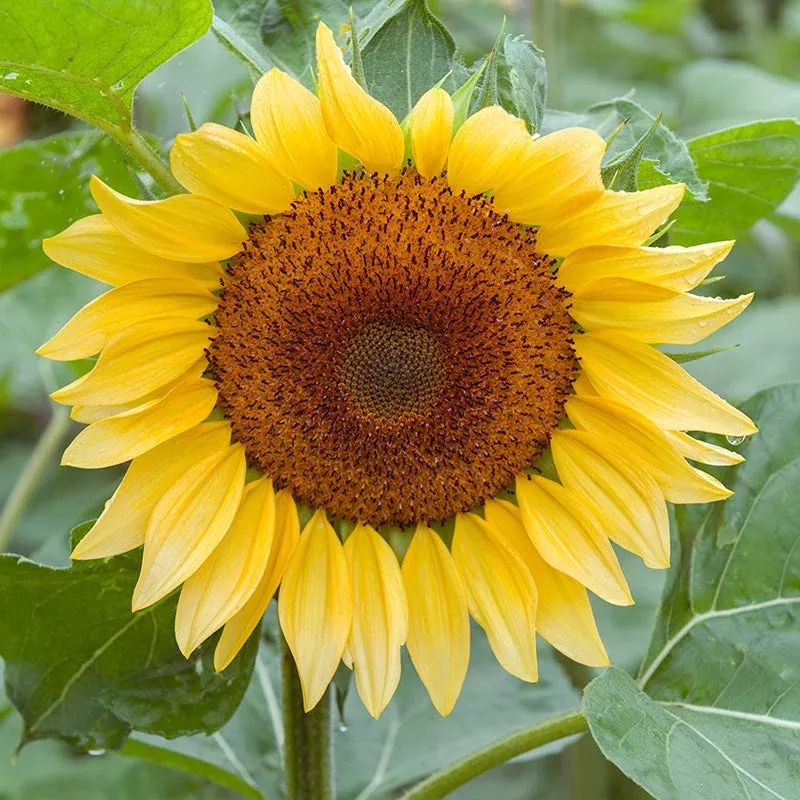 ProCut Peach Sunflower Seeds