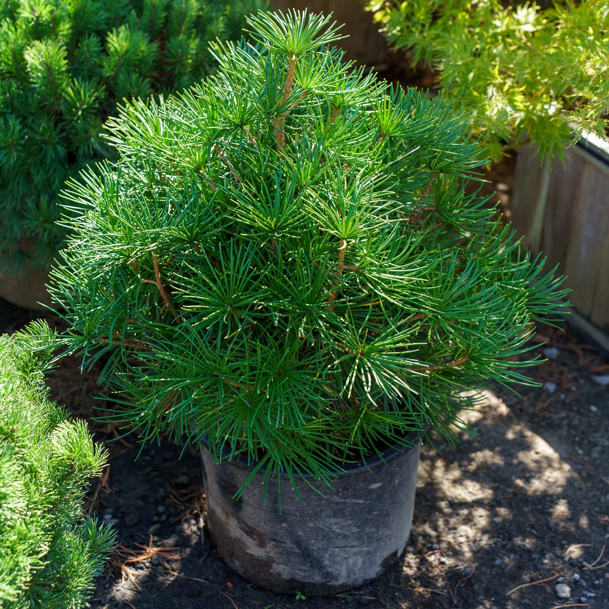 Propeller Japanese Umbrella Pine