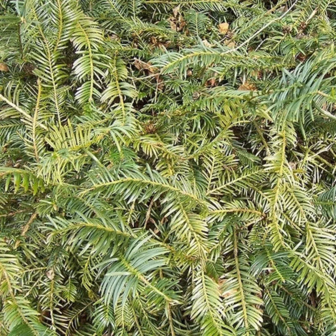 Prostrata Plum Yew – Wide-Spreading Dwarf E | Pixies Gardens