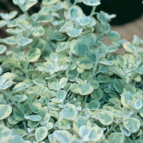 Proven Accents Licorice Splash Licorice Plant