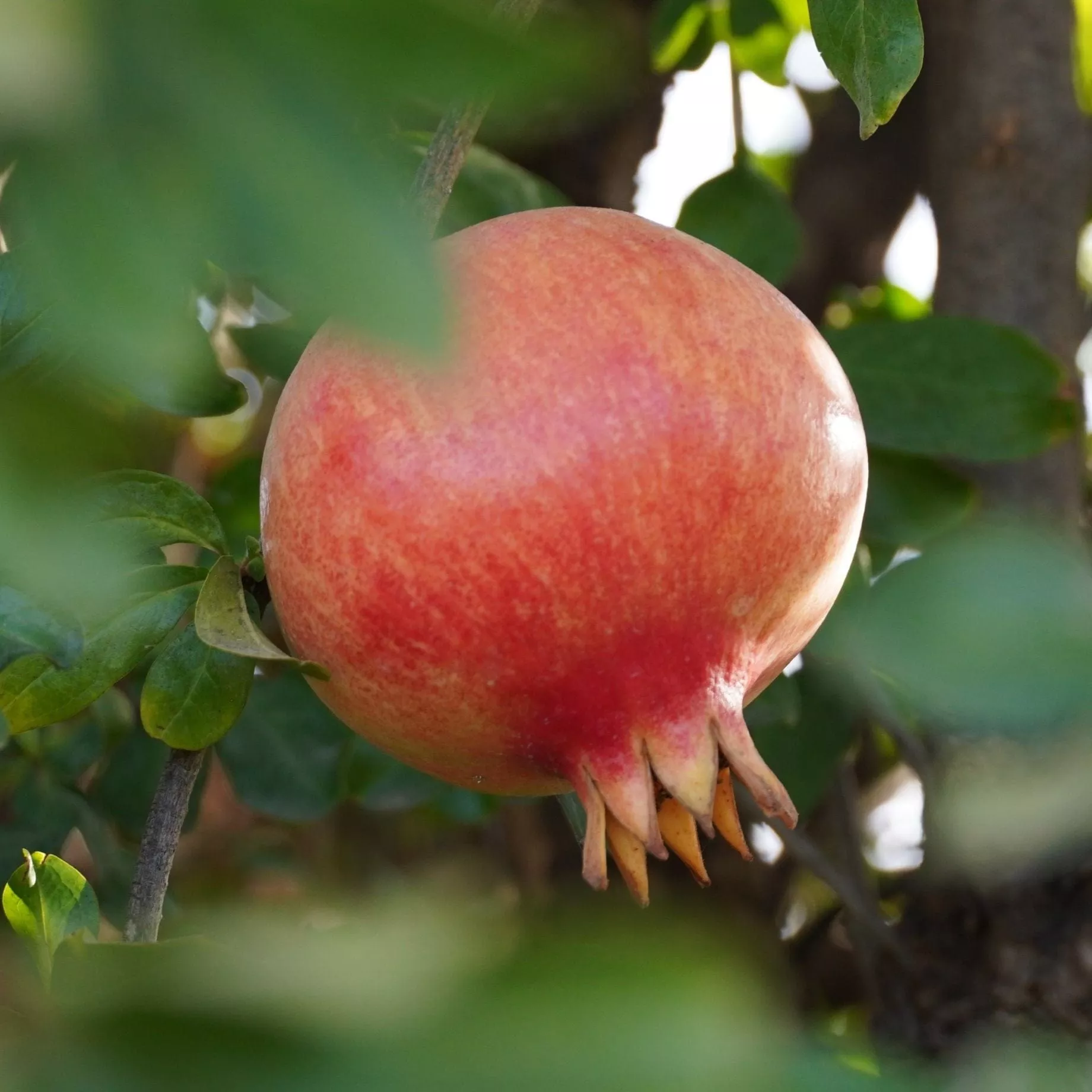 ‘Provence’ Pomegranate Bush