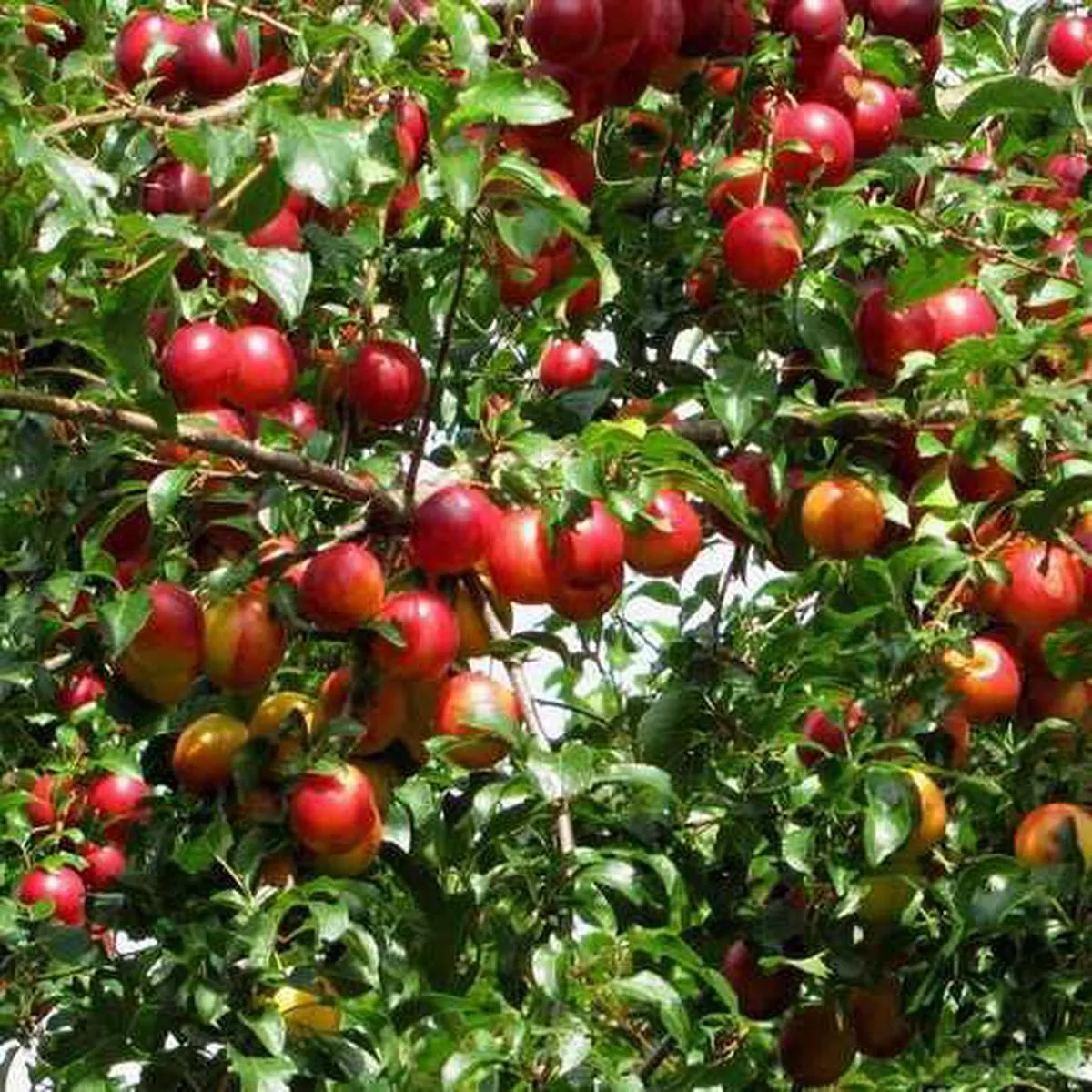 Prunus cerasiferia Myrobalan – Cherry Plum Bareroot | 2-3ft / Not provided