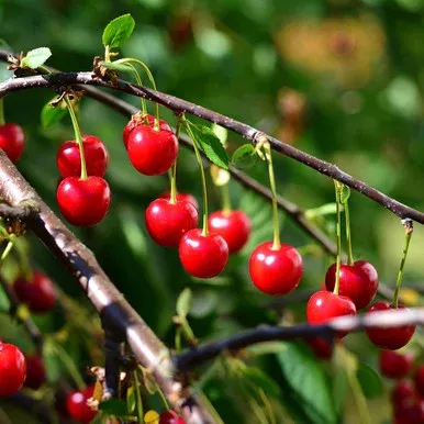 Prunus cerasus ‘Northstar’