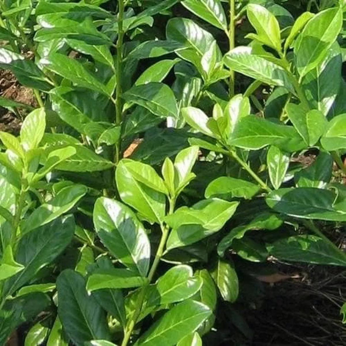 Prunus laurocerasus rotundifoliaNovita – Cherry laurel
