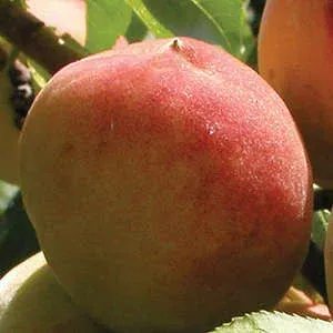 Prunus persica ‘Elberta’
