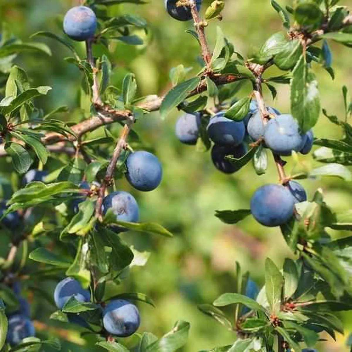 Prunus spinosa – Blackthorn 1-2ft Bareroot