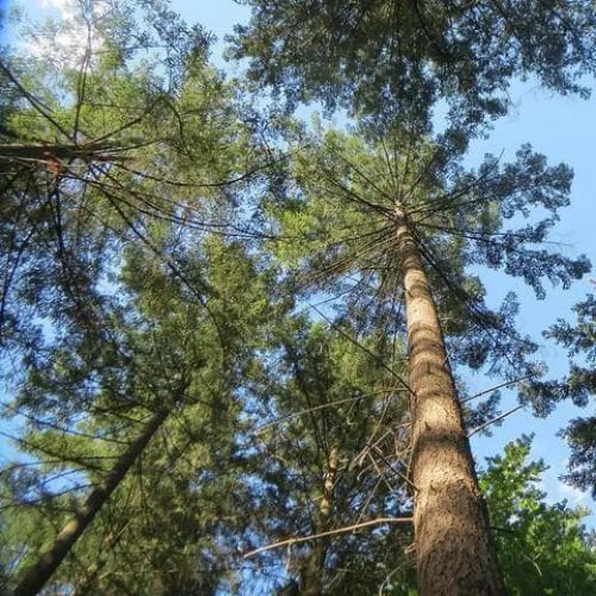 Pseudotsuga menziesii – Douglas fir Bareroot | 1-2ft