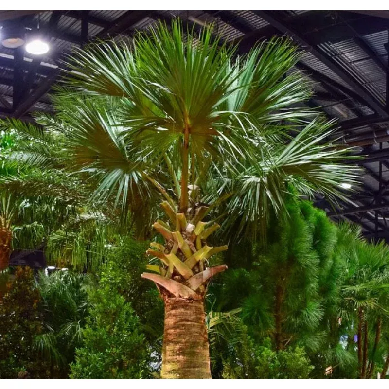 Puerto Rican Hat Palm