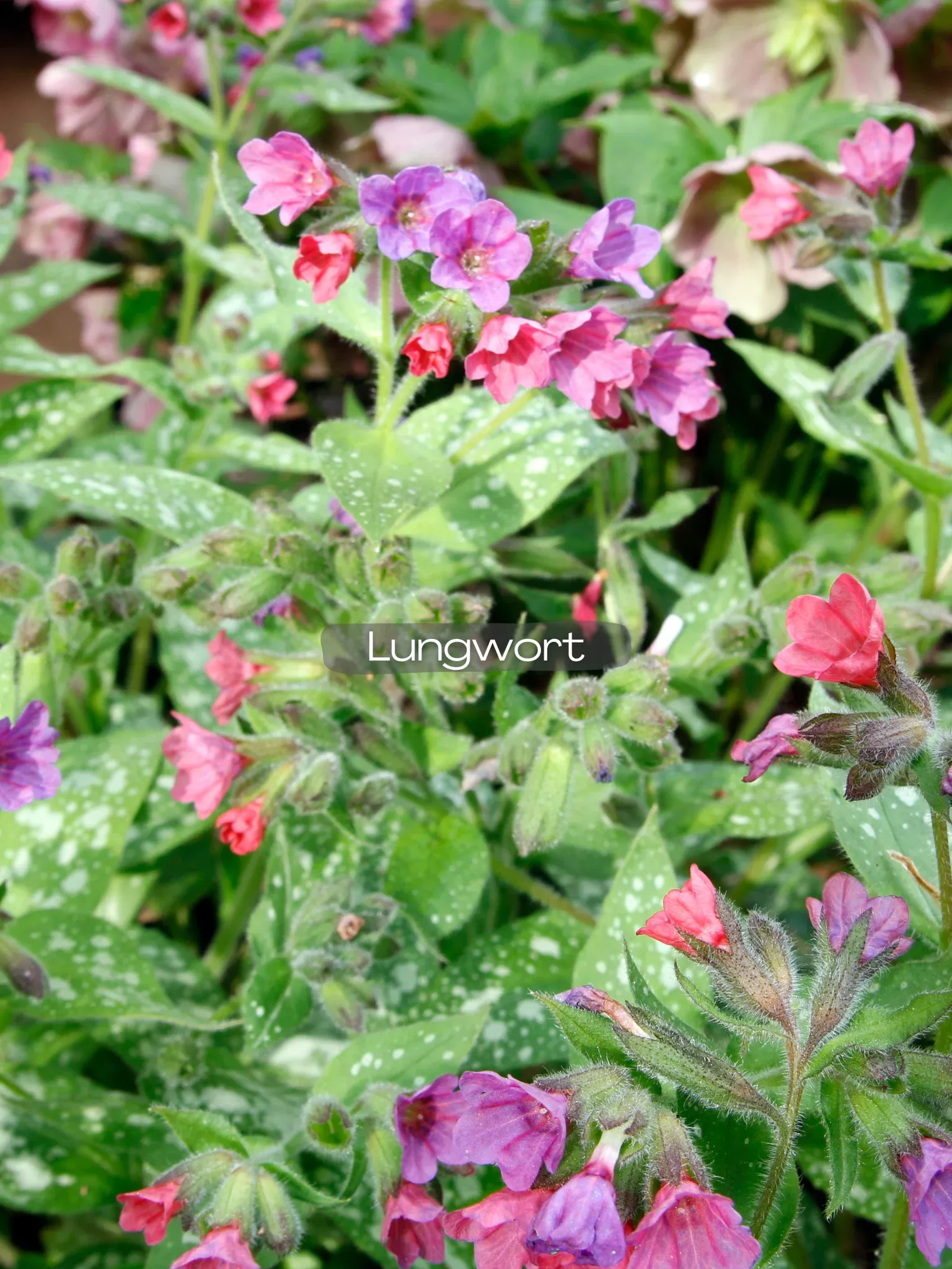 Pulmonaria